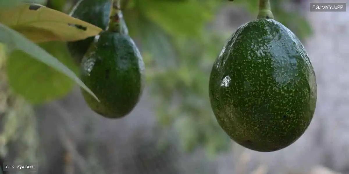 🛒🎁 周边商城，一键选购！